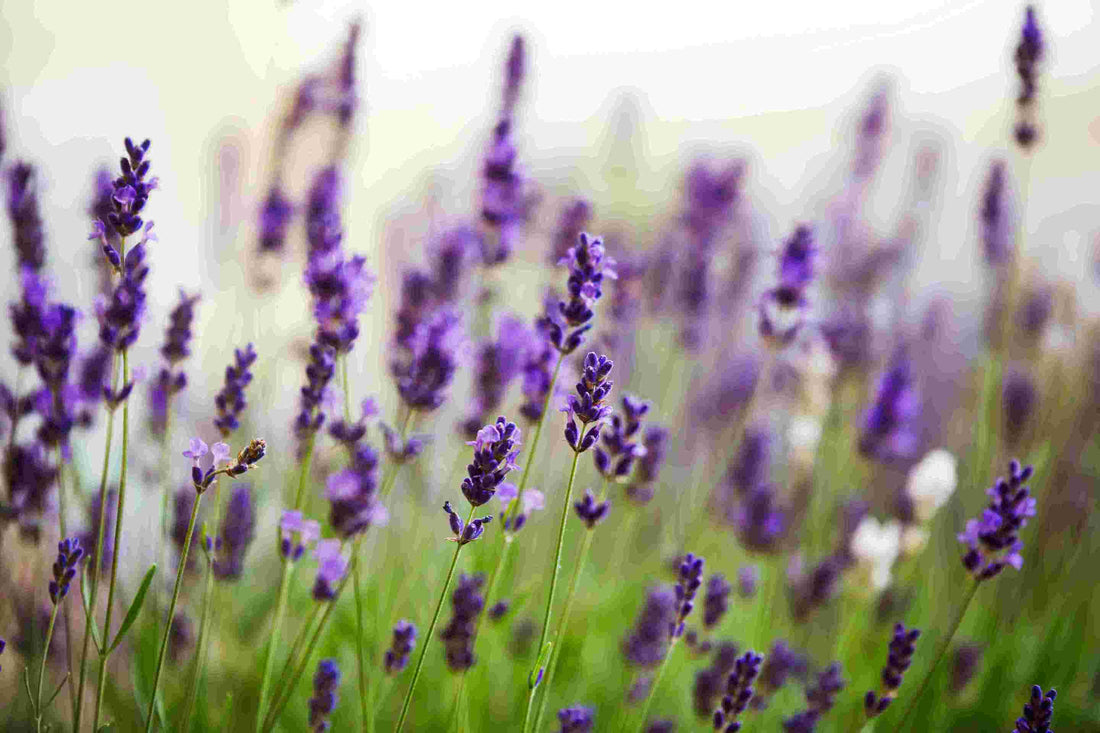 Coltivazione di Lavanda